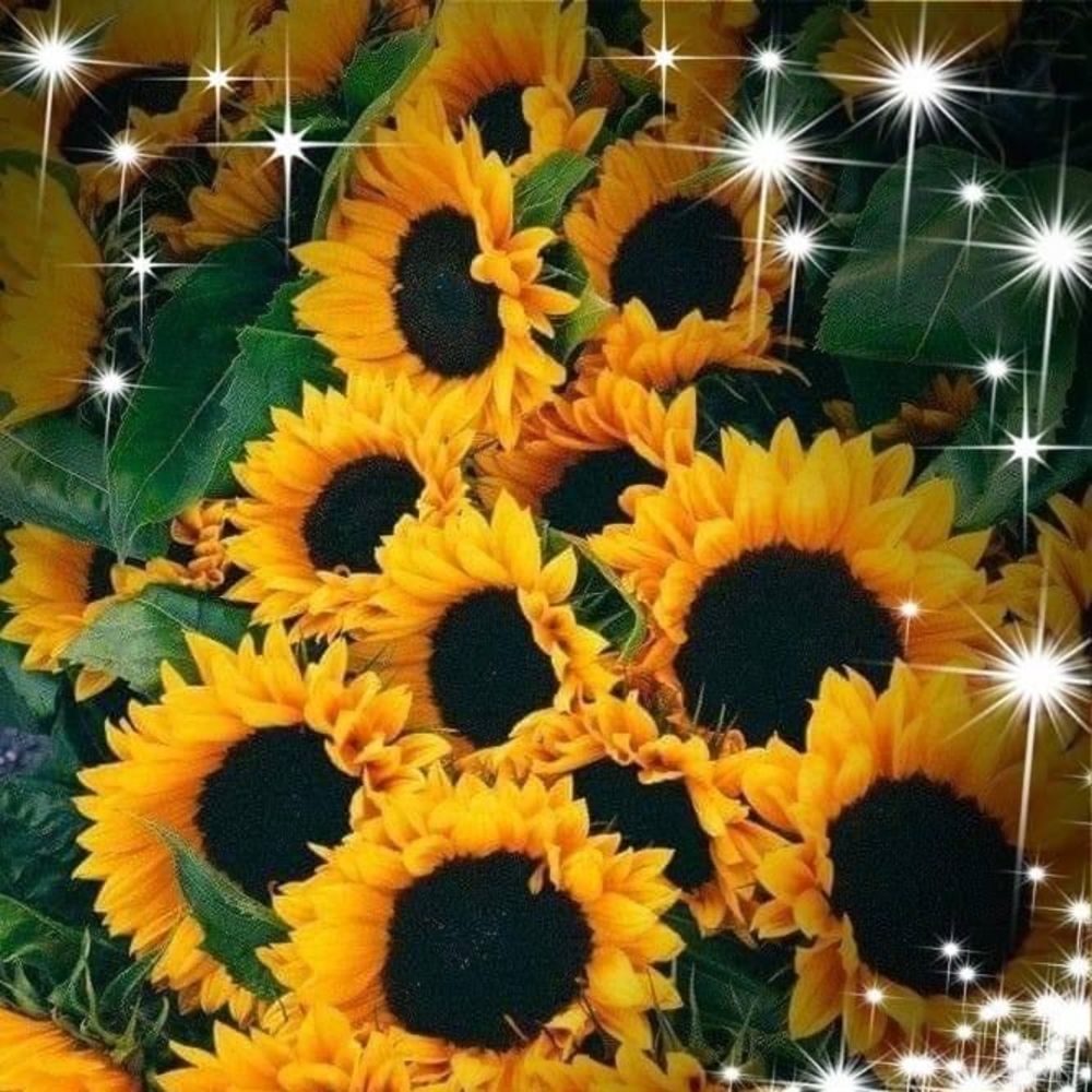 Meet your Posher, Bonica